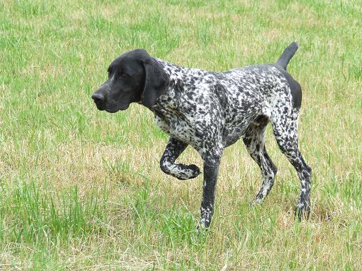 Chien Elevage Vom hundegelaut eleveur de chiens Braque