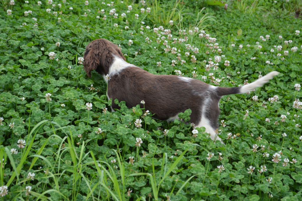 Vica Vom hundegelaut