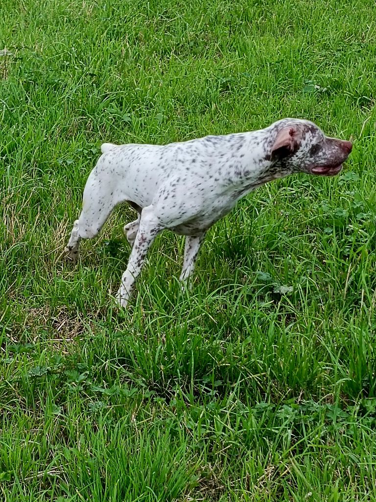 Les Braque du Bourbonnais de l'affixe Vom hundegelaut