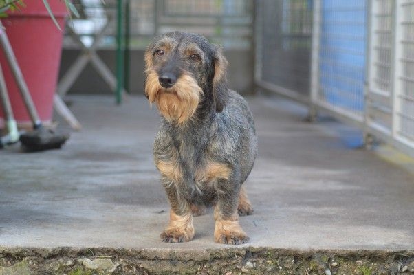 Les Teckel poil dur de l'affixe Vom hundegelaut