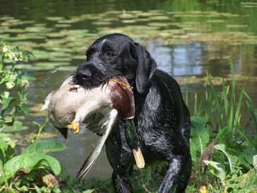 Vom hundegelaut - VGP 1er Prix pour Troll