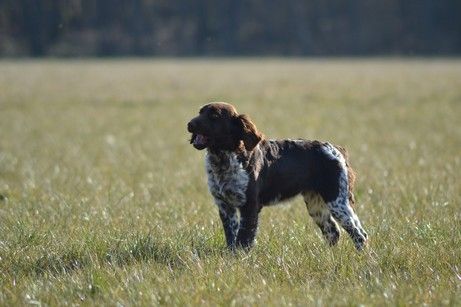 Sina Vom hundegelaut