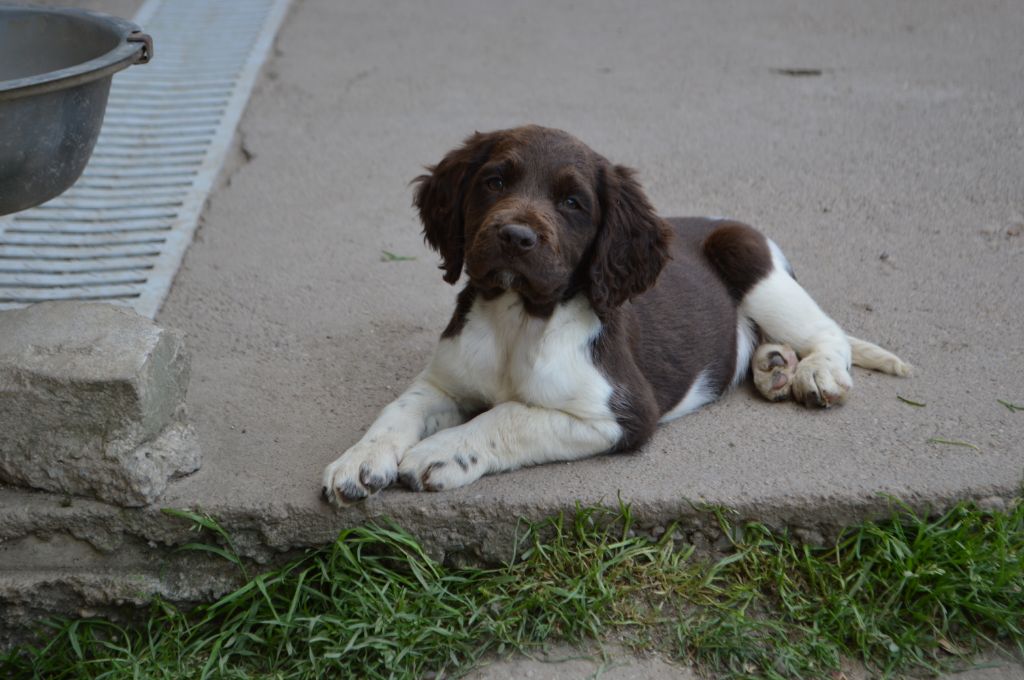 Vica Vom hundegelaut