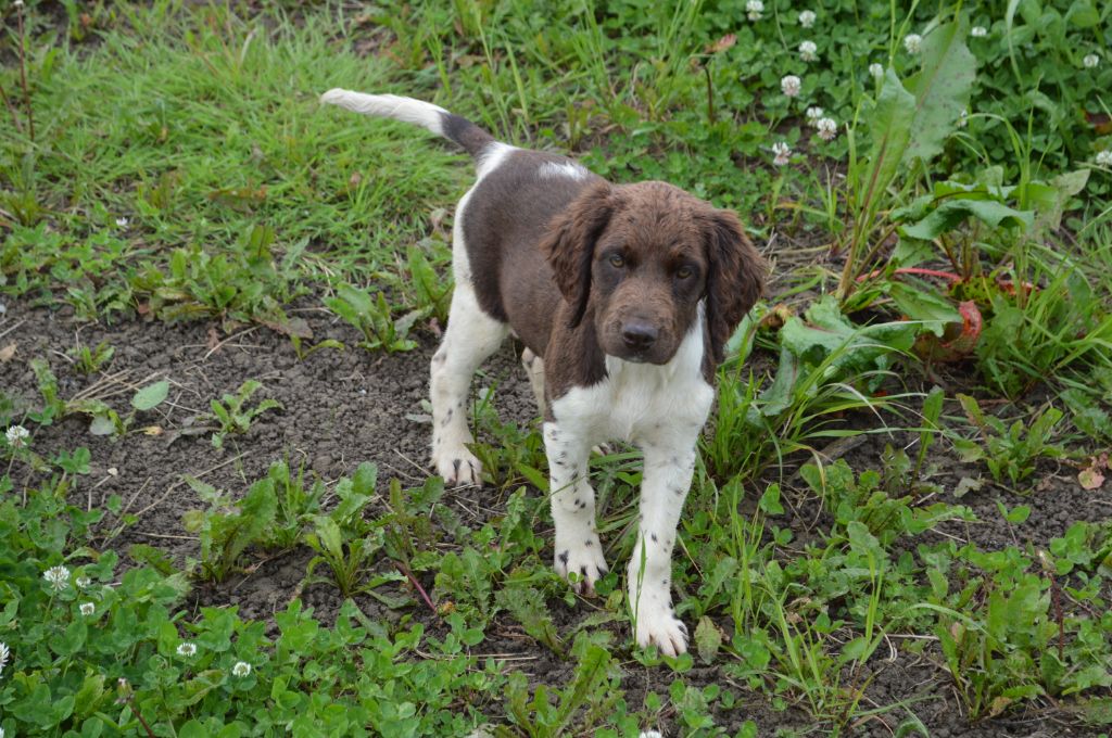 Vica Vom hundegelaut