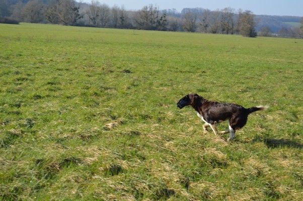 Siska Vom hundegelaut