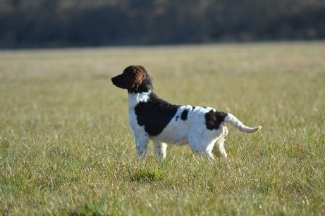 Sandy Vom hundegelaut