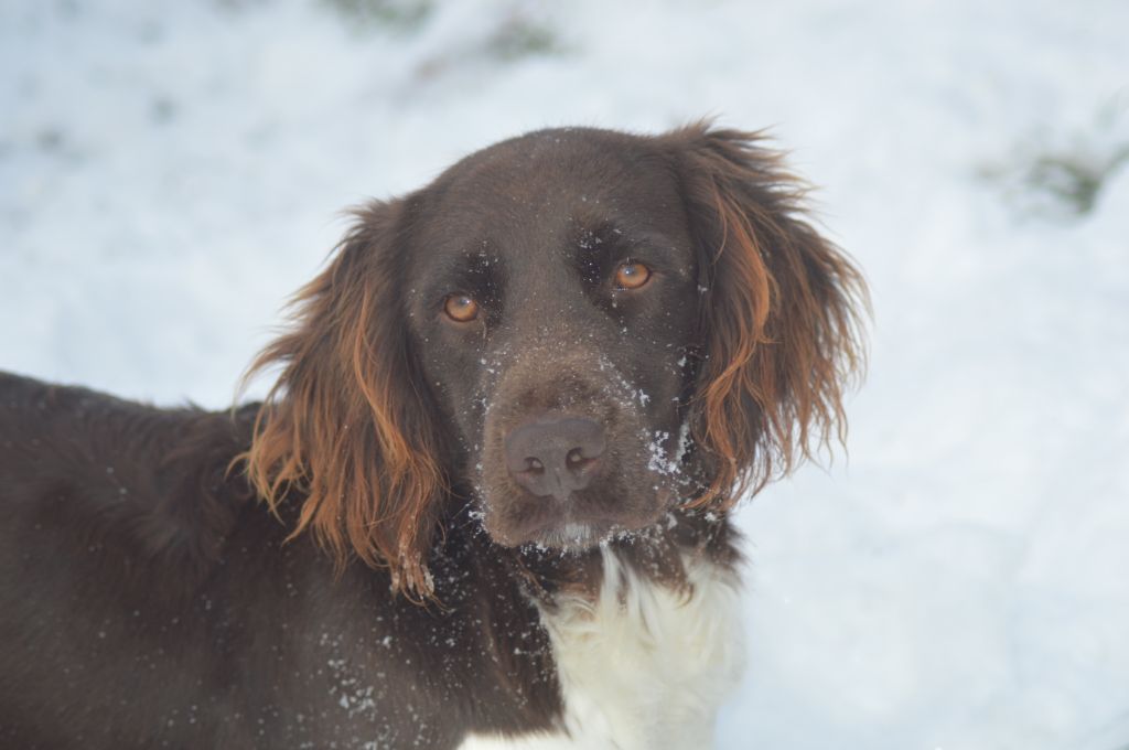 Vica Vom hundegelaut