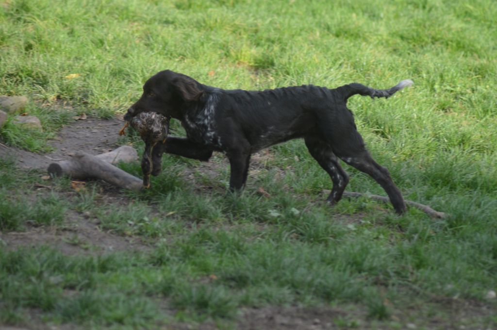 Vénus Vom hundegelaut