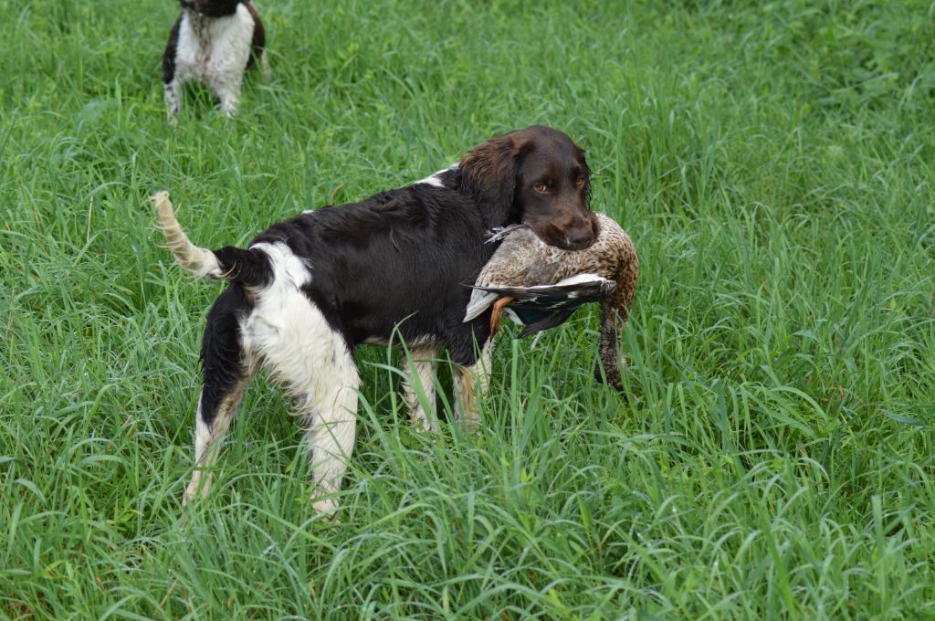 Vica Vom hundegelaut