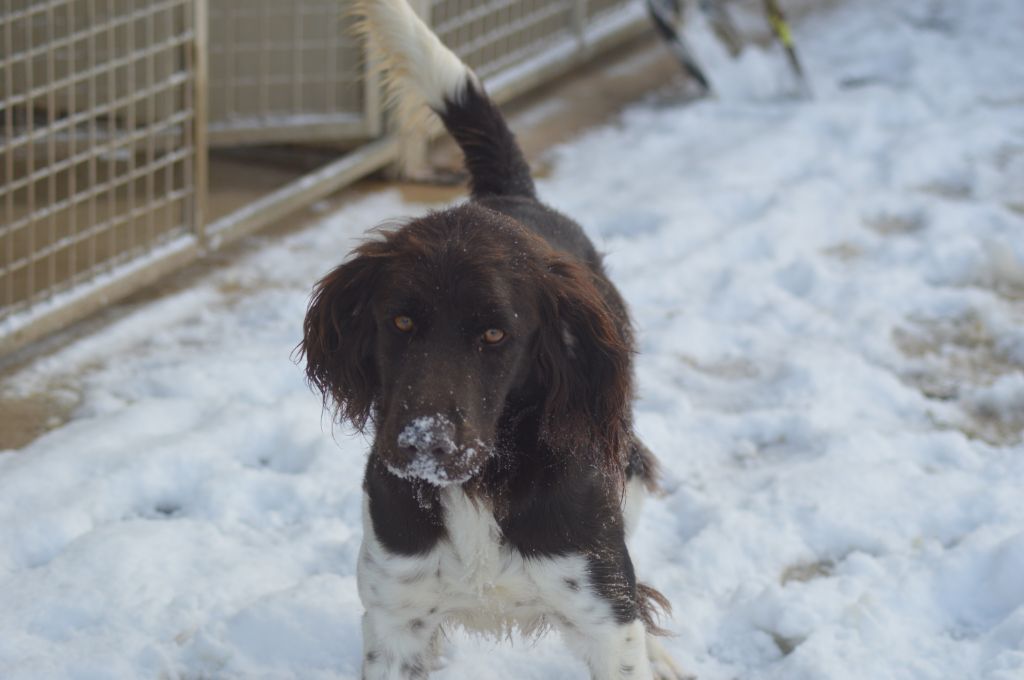 Siska Vom hundegelaut