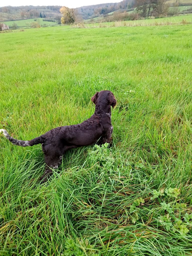 Vénus Vom hundegelaut