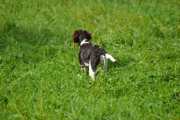 Vica Vom hundegelaut