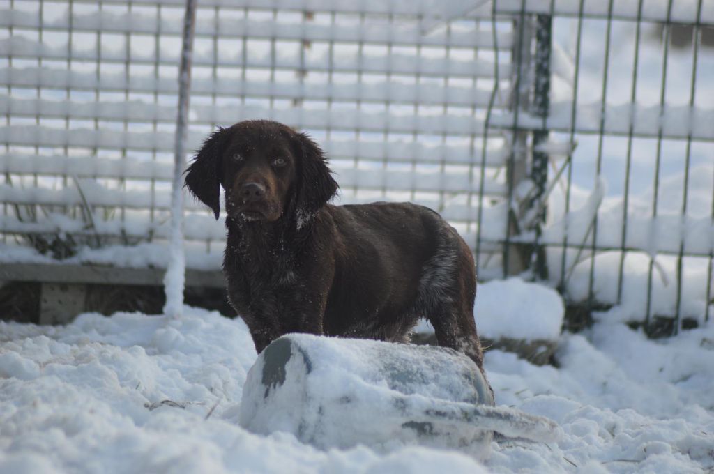 Vom hundegelaut - Chiot disponible  - Petit Epagneul de Münster