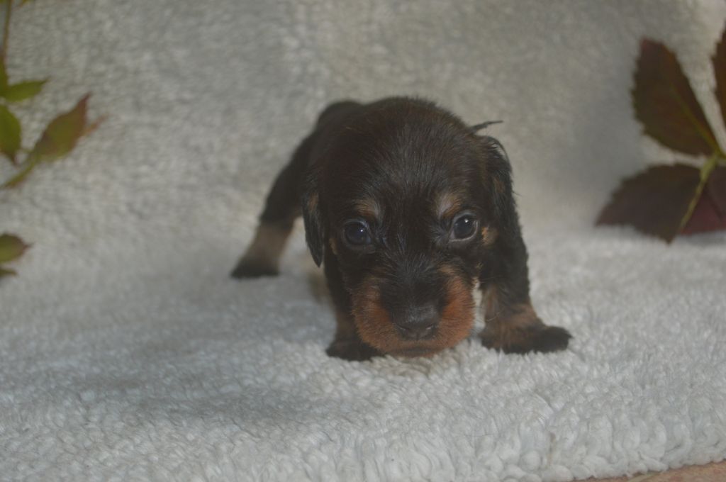 Vom hundegelaut - Chiot disponible  - Teckel poil dur