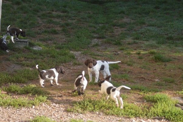 chiot Petit Epagneul de Münster Vom hundegelaut