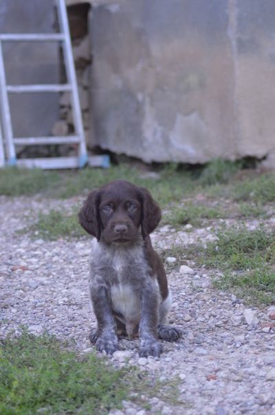 Vom hundegelaut - Chiot disponible  - Petit Epagneul de Münster