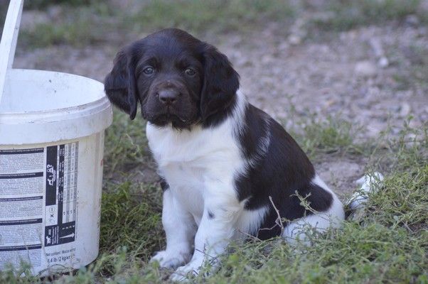 Vom hundegelaut - Chiot disponible  - Petit Epagneul de Münster