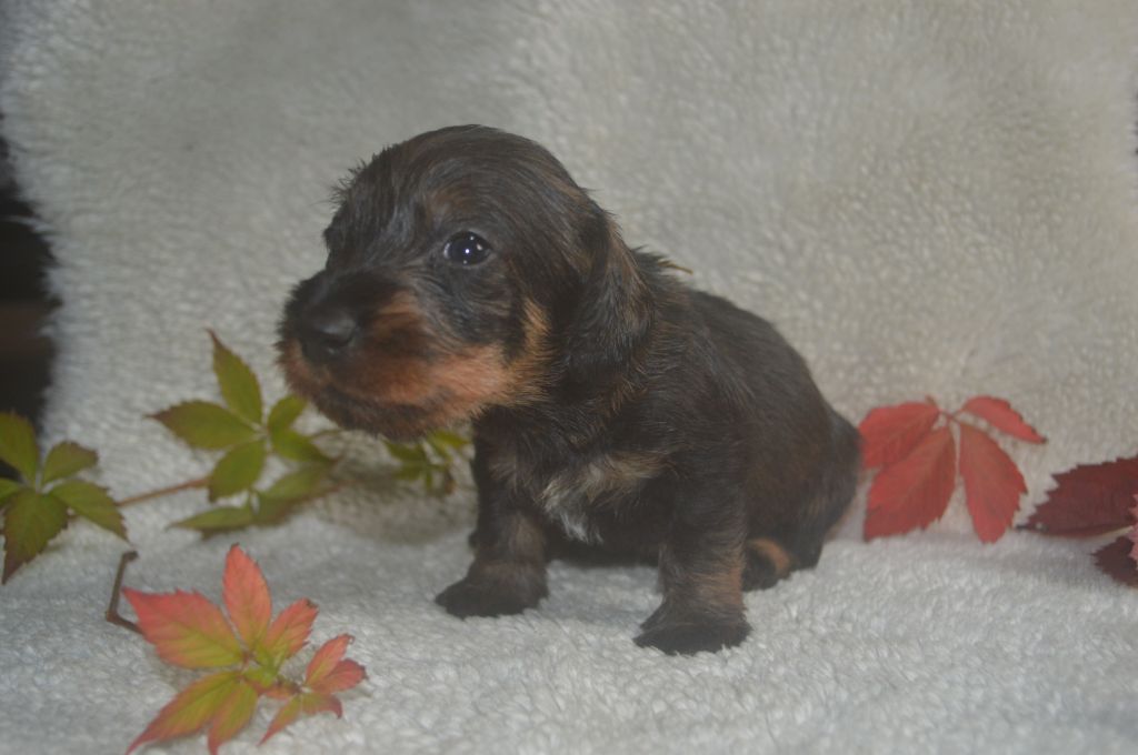 Vom hundegelaut - Chiot disponible  - Teckel poil dur