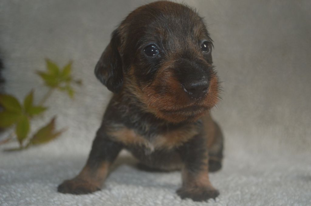 Vom hundegelaut - Chiot disponible  - Teckel poil dur