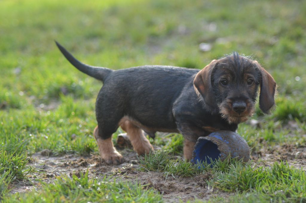 Vom hundegelaut - Chiot disponible  - Teckel poil dur