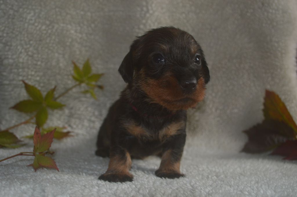 Vom hundegelaut - Chiot disponible  - Teckel poil dur