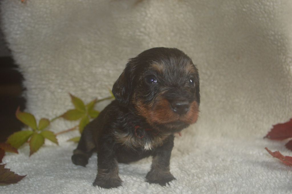 Vom hundegelaut - Chiot disponible  - Teckel poil dur