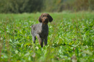 Venom Vom Hundegelaut