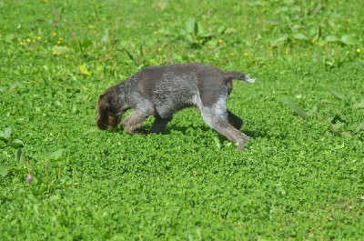 Venom Vom Hundegelaut