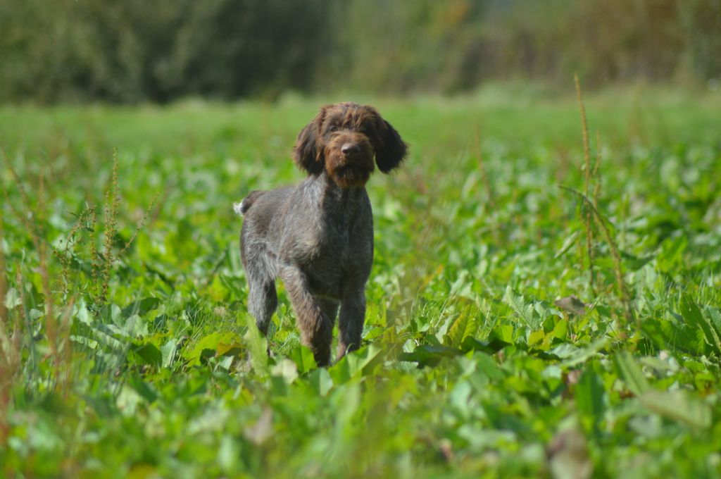 Vom hundegelaut - Chiot disponible  - Chien d'arrêt allemand à poil dur