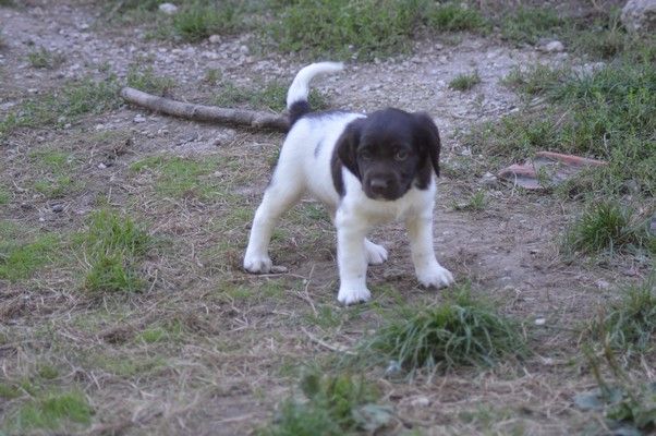 Vom hundegelaut - Chiot disponible  - Petit Epagneul de Münster