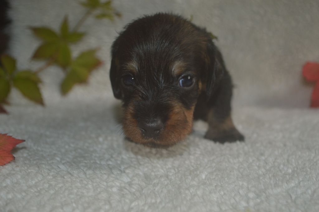 Vom hundegelaut - Chiot disponible  - Teckel poil dur