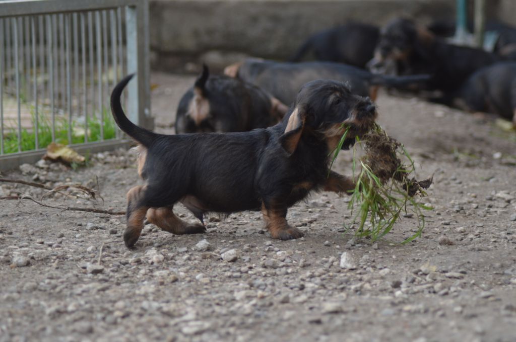 chiot Teckel poil dur Vom hundegelaut