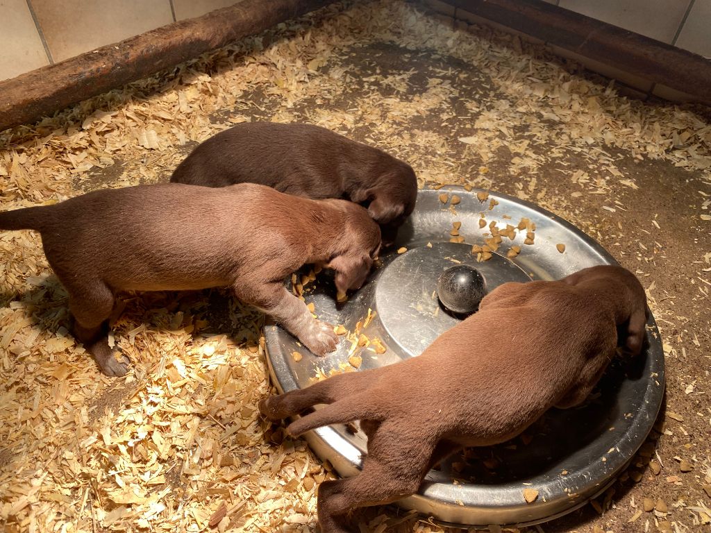 chiot Braque allemand à poil court Vom hundegelaut