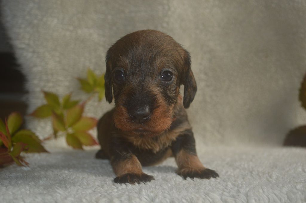 Vom hundegelaut - Chiot disponible  - Teckel poil dur