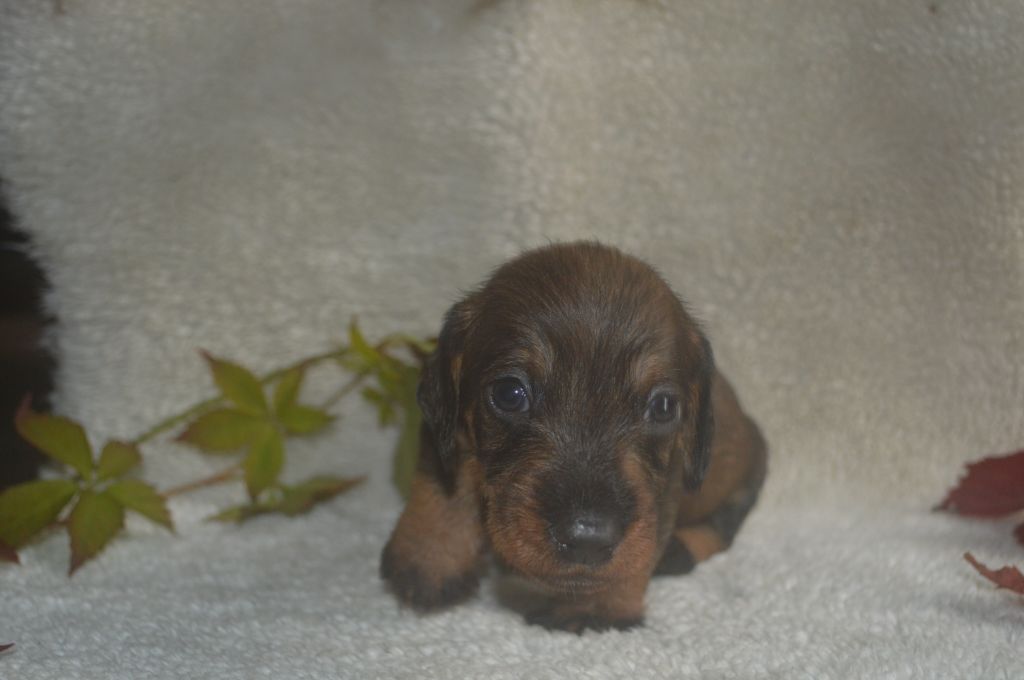 Vom hundegelaut - Chiot disponible  - Teckel poil dur