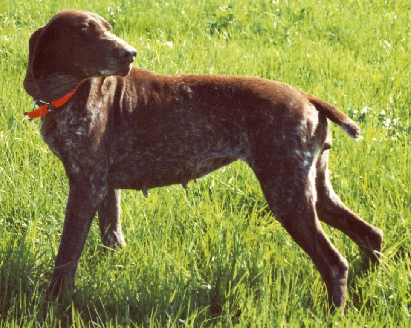 Piggy Vom hundegelaut