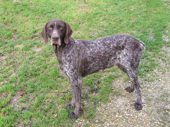 Tosca Vom hundegelaut