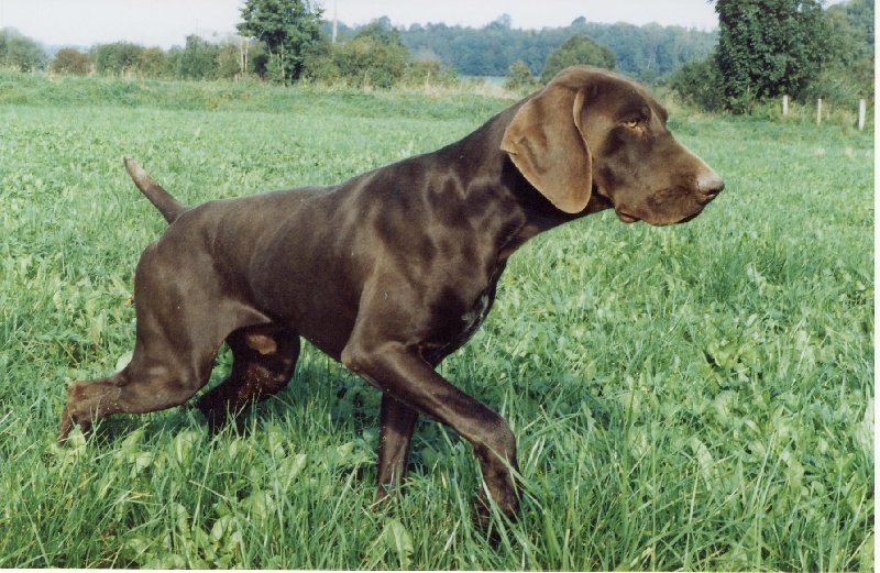 Undro Vom hundegelaut