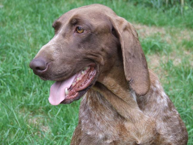 Samsha Vom hundegelaut