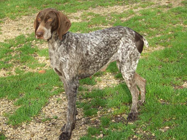 Vanity Vom hundegelaut