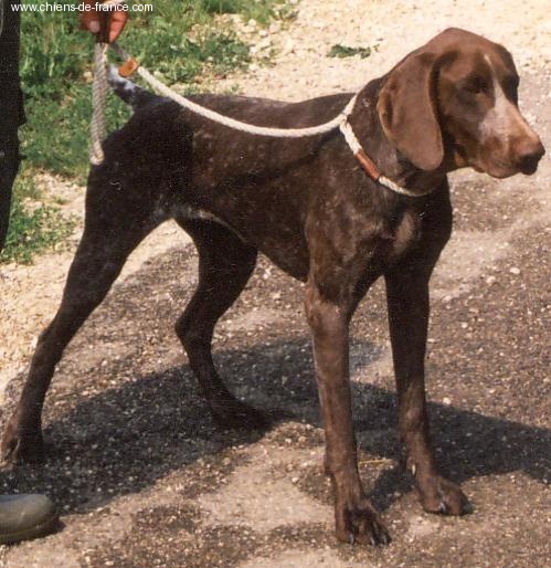 Non stop Vom hundegelaut