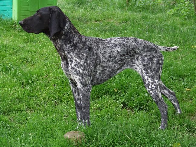 Alfa Vom hundegelaut