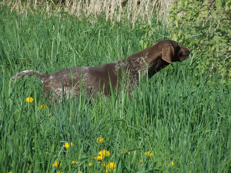 Brousse Vom hundegelaut