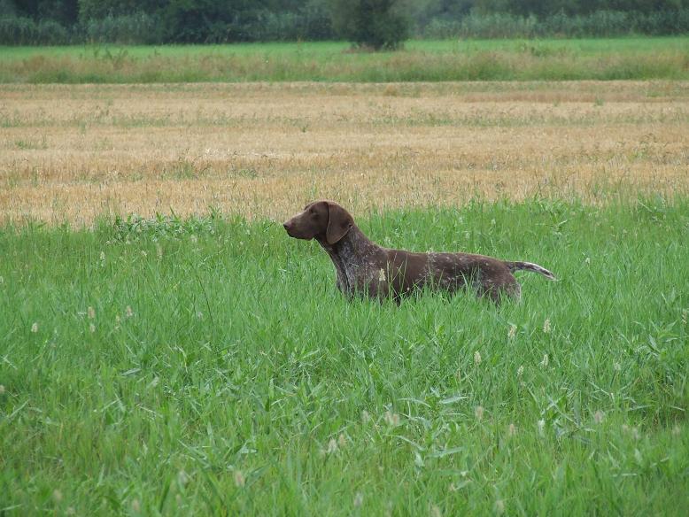 Cora Vom hundegelaut