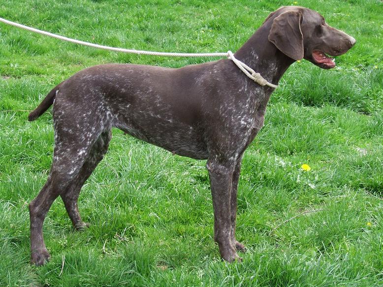 Berit Vom hundegelaut