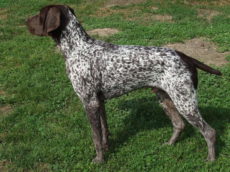 Darwin Vom hundegelaut