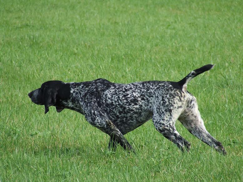 Drilling Vom hundegelaut