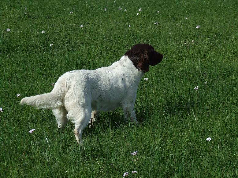 Effa Vom hundegelaut