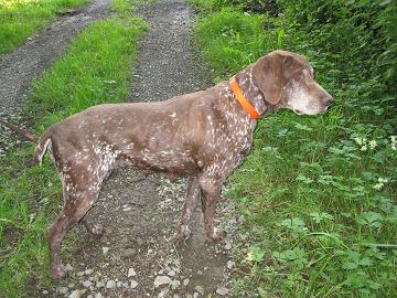 Ultra Vom hundegelaut