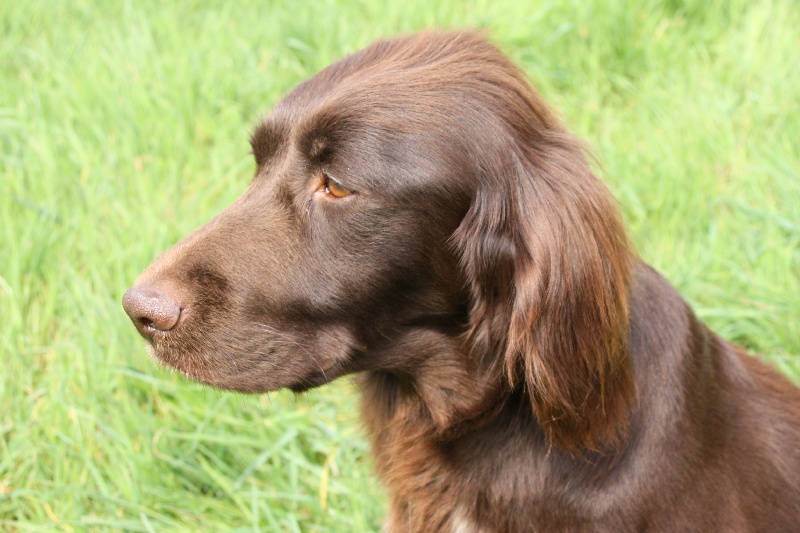Diane Vom hundegelaut